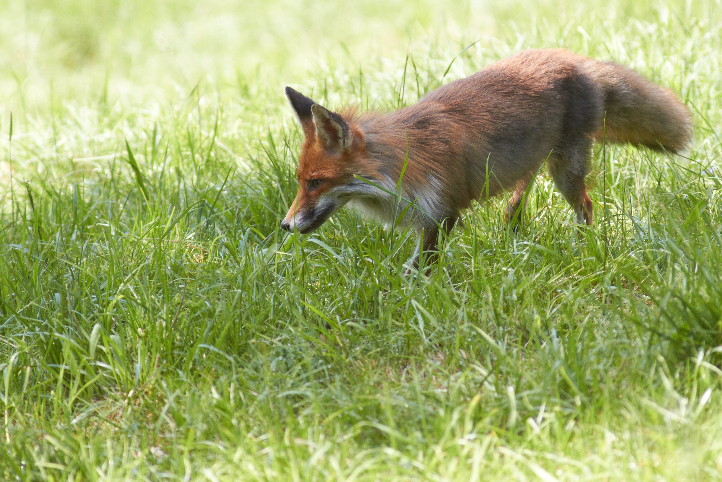 Vulpes vulpes Rotfuchs 039